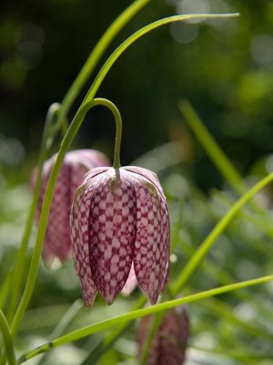 Warwick-Mill Garden April 09 (0010).jpg