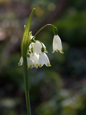 2009-04-04_MG_1601.jpg