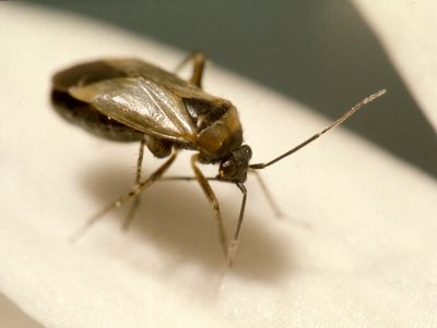 Bug  (0004).jpg