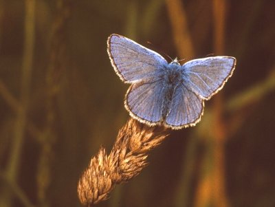 Common Blue Butterfly.jpg