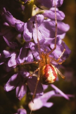 Crab Spider(01).jpg
