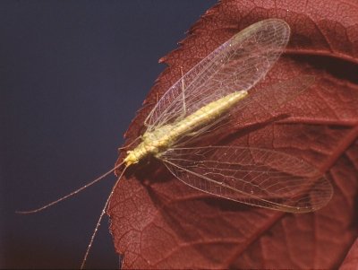 Lace Wing Fly (0006).jpg
