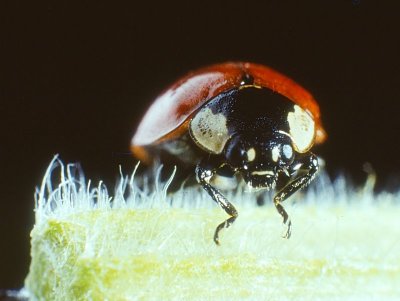 Ladybird Beetle (0002).jpg