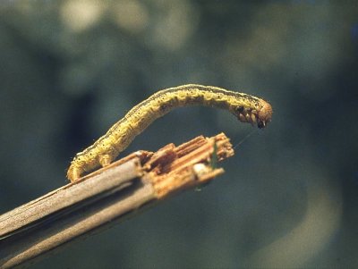 Looper Caterpillar.jpg