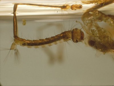 Underwater - Mosquito Larva (0001).jpg