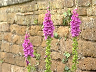 Canons Ashby 20-06-09(0006).jpg