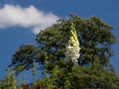 Hidcote (0004).jpg