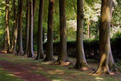 Hidcote (0007).jpg