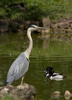 Slimbridge Wetland Centre