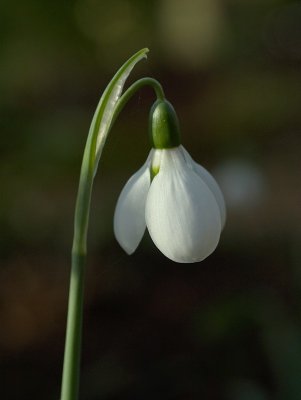 2011-02-12_8550.jpg