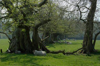 Croft Castle 01.jpg