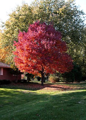 Renee Fall Tree s  1-2-08 1.jpg