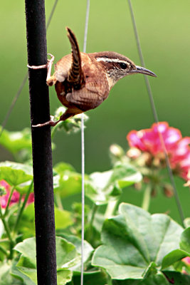 Carolina Wren s tail 5-7=09.jpg