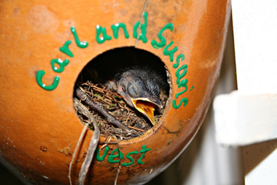 baby bird s Carl / Susan .jpg