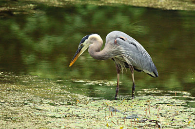 Blue Heron s fishing 6-10-2009 4.jpg