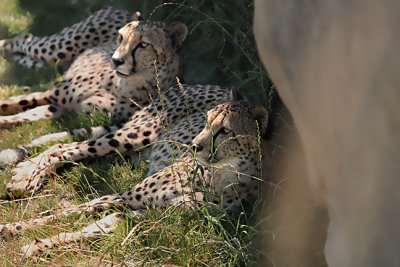 Cheetah-s- with Friends 7-1-2010.jpg