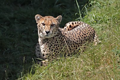 Cheetah -s-in the Grass.jpg