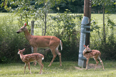 Deer family back yard s  2.jpg