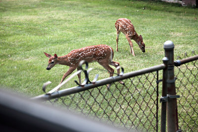 Deer in back yard  s 3.jpg