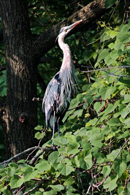 Heron at home in tree - s 7-11-2010.jpg