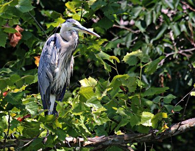 Heron up in tree -s- 7-12-20101.jpg