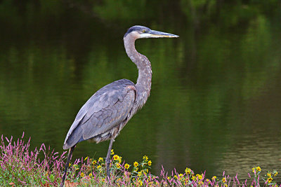 Heron -s--9-27-20102.jpg