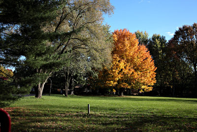 Fall Color -s-Bill's Back  Yard 10-15-2012.jpg