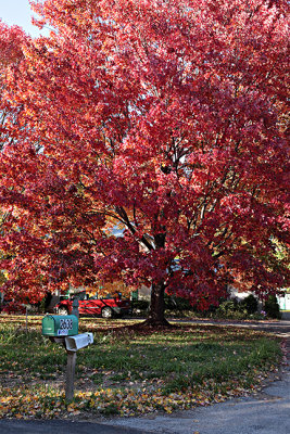 Fall Color -s-Tritty tree10-15-2012.jpg