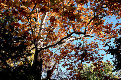Fall Color -s- Sycamore 10-15-20122.jpg