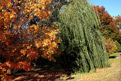Fall Color -s-Willow10-15-2012.jpg