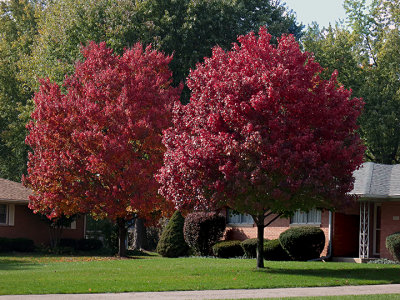 Fall Color -s-Renee-Leota trees 10-2012.jpg