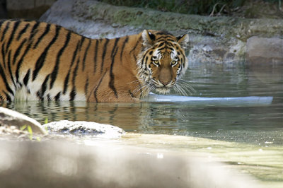 Zoo Tiger s.jpg