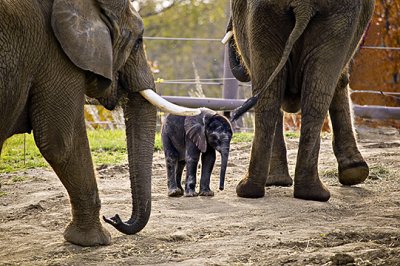Baby Elephant - KEDAR   1 s  .jpg