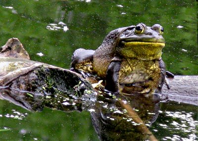 Frog A 5-25-08 s .jpg