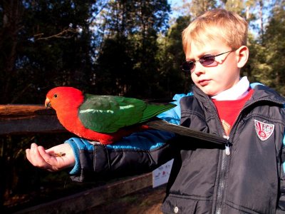 Logan with a King Parrot again
