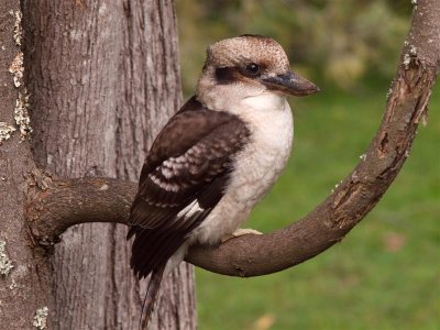 Kookaburras - The largest of the Kingfisher family