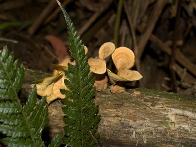 Fungus and Ferns