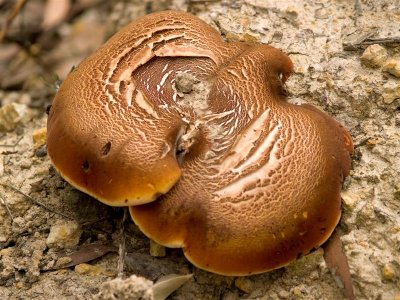 Brown Fungus