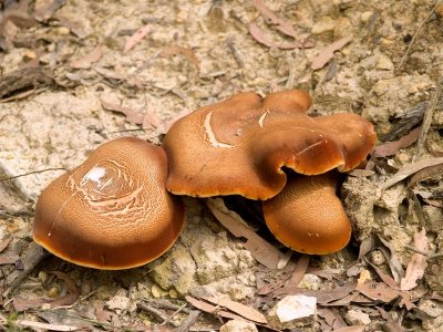 Three Brown Fungi
