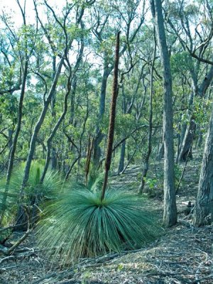 Grass tree with flower