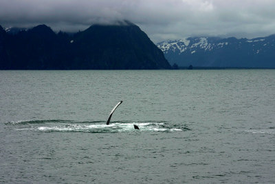 humpback-00.jpg