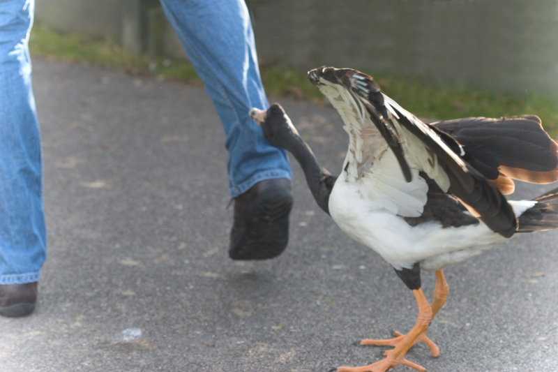 Oi, come back here !