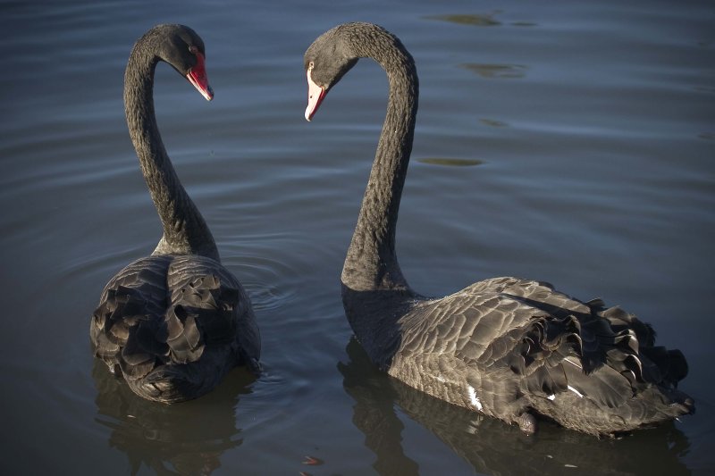 Black Swans