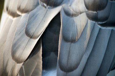 Feathers