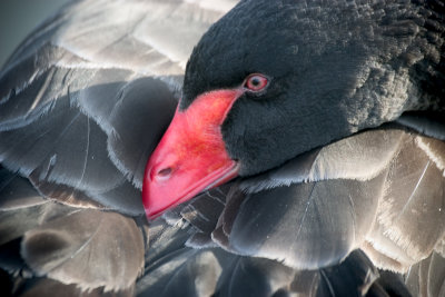 Black Swan closeup