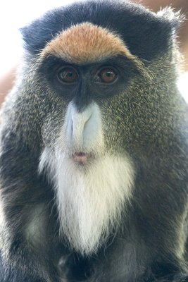 Pensive Monkey
