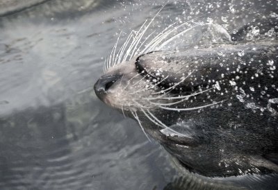 Seal back flip