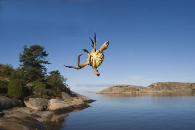 Floating Crab
