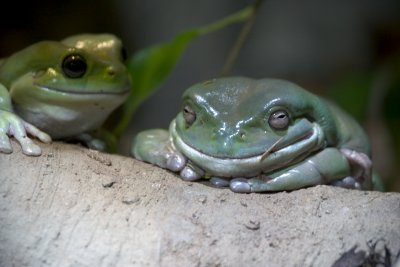 Happy Froggy