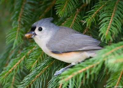 Titmouse in pine